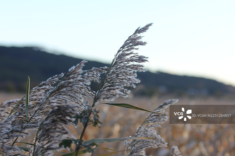 阳光下，羽毛般的芦苇草在田野中轻轻摇曳，远景是连绵的山峦。图片素材