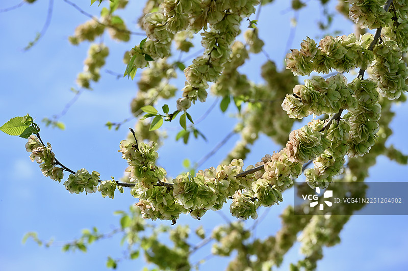 仰视角度拍摄，碧绿的绿叶与鲜花在晴朗的蓝天下绽放，象征着春天与成长。图片素材