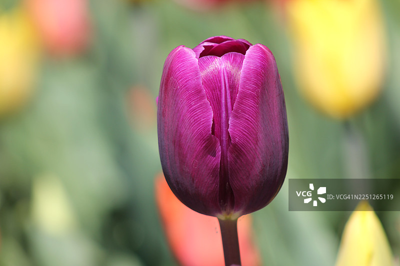 盛开的鲜艳粉色郁金香特写，展示了其精致的花瓣和丰富的色彩，背景是其他花的柔和模糊景象图片素材