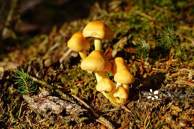 苔藓森林地面上生长的鲜艳黄蘑菇特写，沐浴在自然光中图片素材