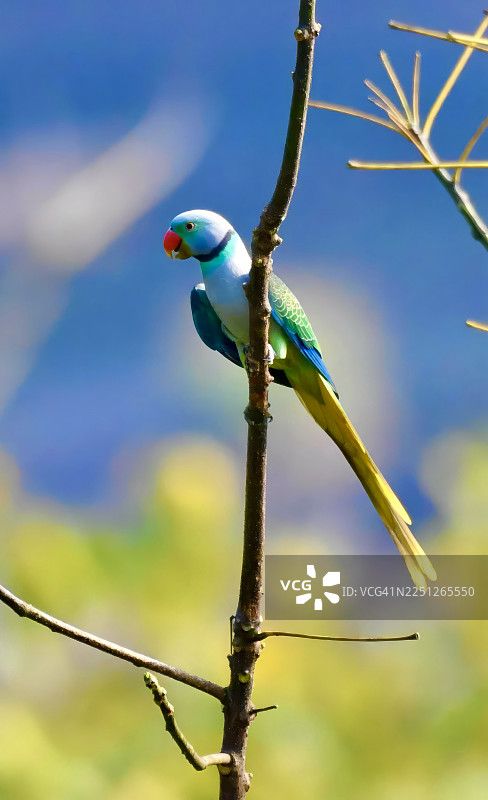 特写一只色彩鲜艳的紫头鹦鹉，栖息在光秃的树枝上，背景明亮多彩。图片素材