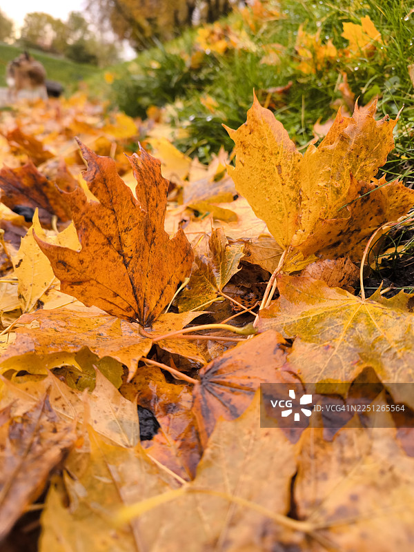 秋季，枫叶在地面上散落，呈现出鲜艳的橙色和黄色，特写镜头图片素材