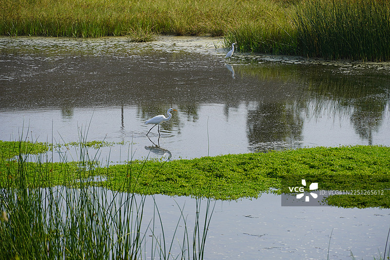 两只大白鹭在生机勃勃的绿色湿地中涉水，那里有高高的草丛和平静的水面。图片素材