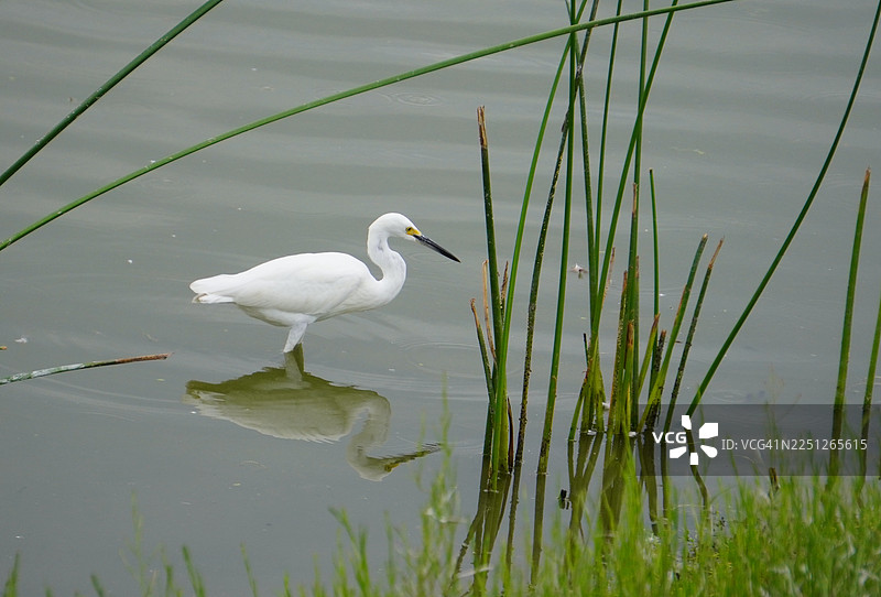 白鹭在湖面平静的水中，芦苇丛里涉水而行，倒影清晰可见图片素材