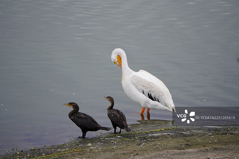 一只白鹈鹕和两只鸬鹚站在水边图片素材