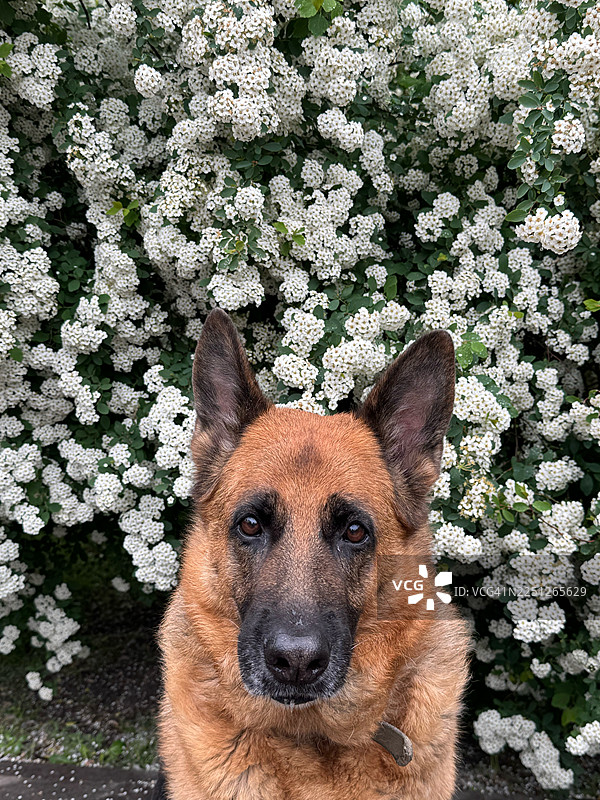 背景衬托着娇嫩白花的雄伟德国牧羊犬的特写肖像图片素材