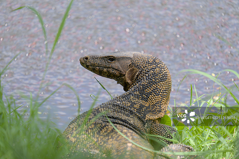 特写镜头下，一只蜥蜴拥有纹理丰富的皮肤，它半藏身于水边附近的绿草丛中，展示着其自然的伪装能力。图片素材