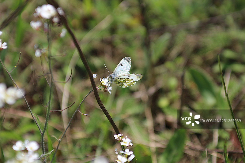 田野里白色开花植物的特写，上面停着一只蝴蝶图片素材