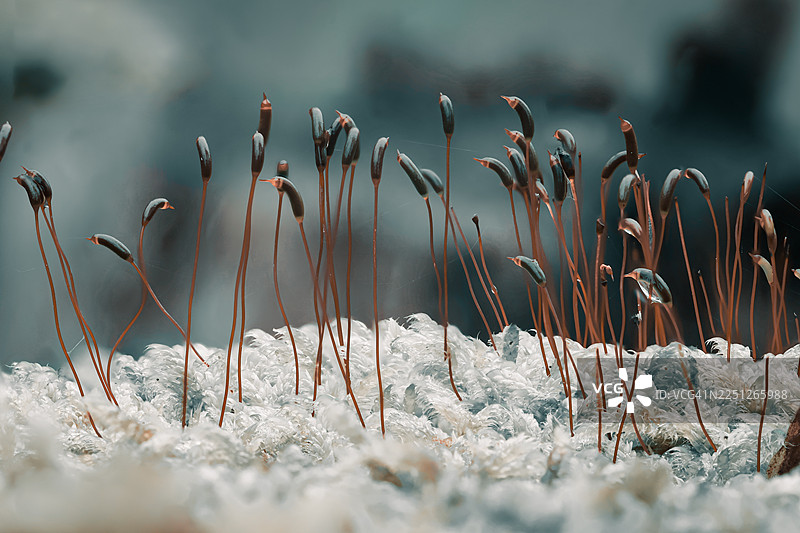 特写镜头下，娇嫩的苔藓孢子体从布满霜冻的纹理地面中萌发，在寒冷条件下展现出大自然错综复杂的细节。图片素材