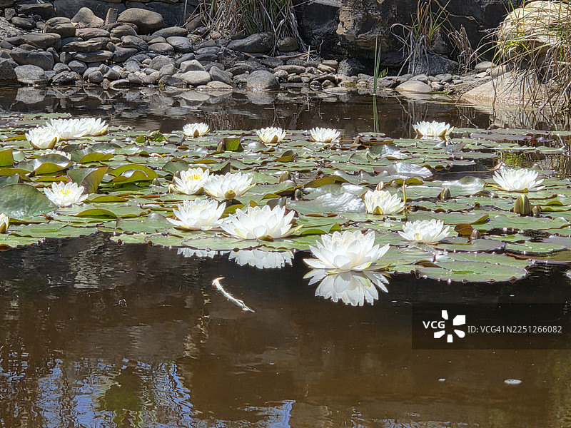澳大利亚，梅登古利，宁静池塘中盛开的美丽睡莲，水面倒映着睡莲的倩影图片素材