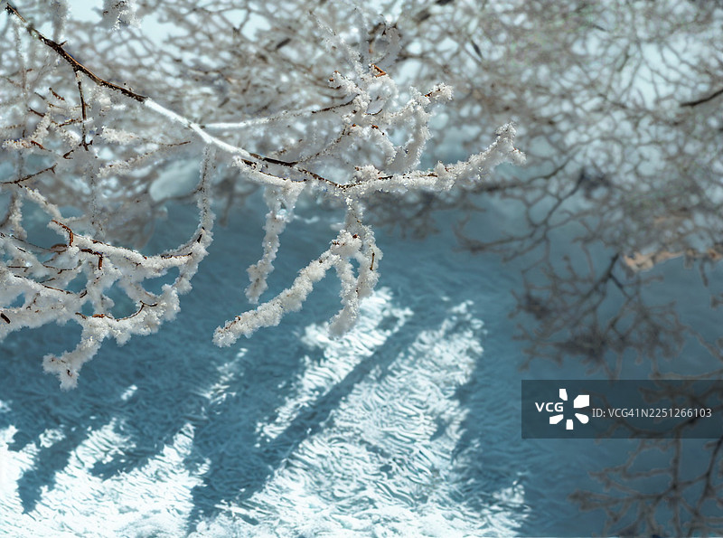柔软的蓝色背景下，近距离拍摄覆盖着新鲜白色霜冻的精致树枝，营造出宁静的冬日景象。图片素材