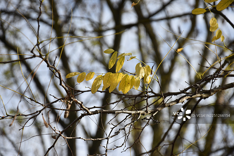 从低角度拍摄的枝头黄色花卉植物图片素材