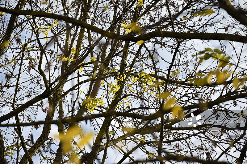仰视一棵在明亮天空下的稀疏黄叶树，暗示着季节的更替图片素材
