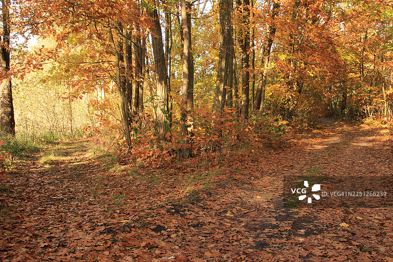 秋季阳光明媚的森林小径，铺满了鲜艳的秋叶，波兰图片素材