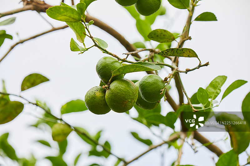 从低角度看，明亮的蓝天下，树枝上长着新鲜的绿柠檬。图片素材