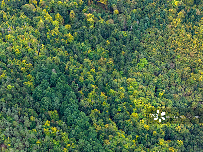 从高处俯瞰茂密的森林冠层，展现出不同深浅的绿色和黄色叶子，预示着季节变化或树种多样。图片素材