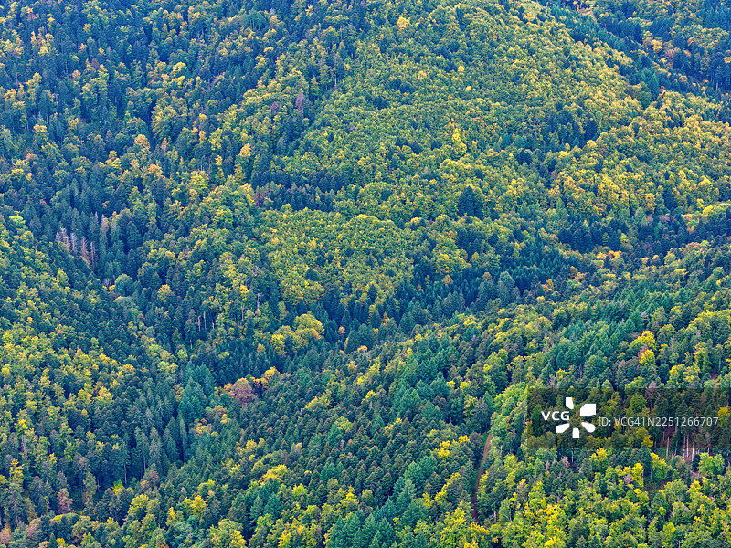 从高处俯瞰广阔的森林，树木呈现出初秋的色彩，形成充满活力的自然图案图片素材