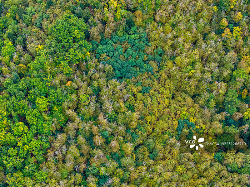 俯瞰郁郁葱葱的绿色森林树冠，树木呈现出不同的色调图片素材