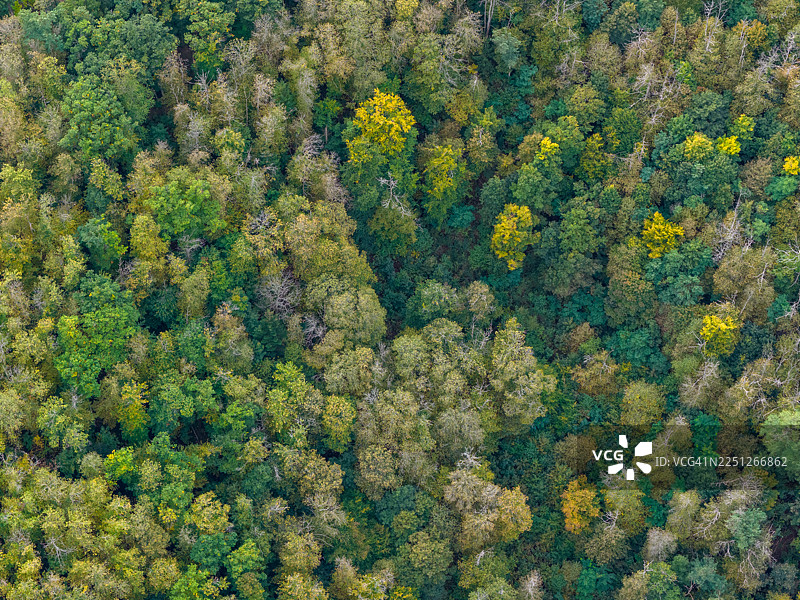 俯瞰充满活力的森林树冠，展示着多样的绿色和黄色树叶，象征着大自然的美丽和环境健康图片素材