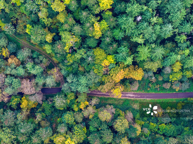 俯瞰蜿蜒的土路穿过色彩鲜艳的秋季森林，树叶呈现出多样的绿色和黄色。图片素材