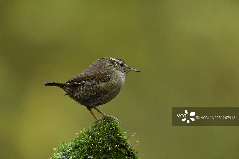 特写一只小鹪鹩，它栖息在鲜绿色的苔藓上，背景是柔和的散景图片素材