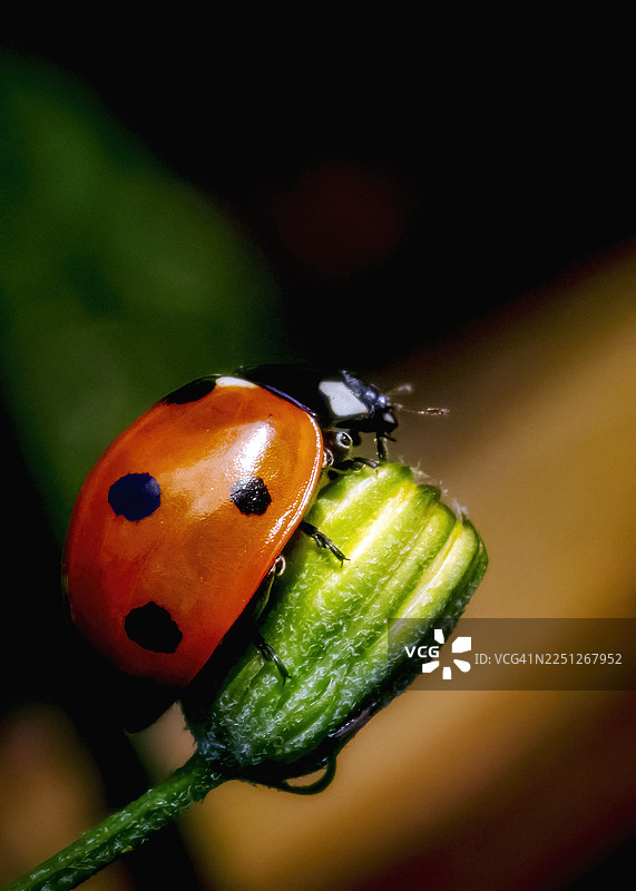 一朵绿叶花蕾上停留着一只鲜红的、有黑色斑点的瓢虫的特写，展示了其精美的细节和自然之美图片素材