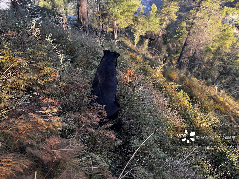一只黑狗坐在一片长满干草和松树的山坡上，眺望远方图片素材