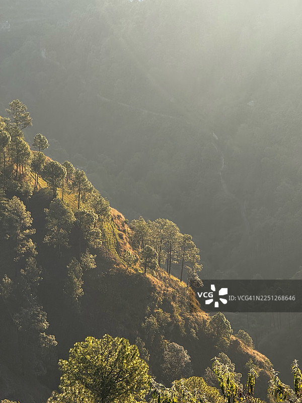 俯瞰阳光照射的山坡树木，背景是薄雾笼罩的山谷，印度西姆拉乡村图片素材