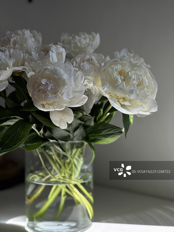 一个透明的玻璃花瓶里插着一束美丽的白色牡丹花，绿色的茎在水中若隐若现，背景是浅色的。图片素材