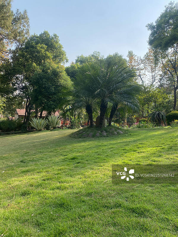 碧绿的草坪上，各种树木在湛蓝的天空下，勾勒出一幅宁静的自然风景图片素材