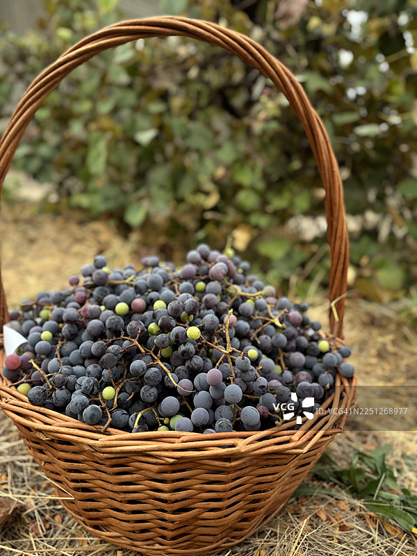 新鲜采摘的深色葡萄装在柳条篮中，可用于酿酒或直接食用图片素材