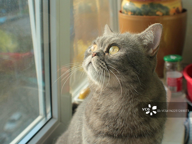 一只家猫的特写，它正透过窗户向上看，沐浴在自然光中。图片素材