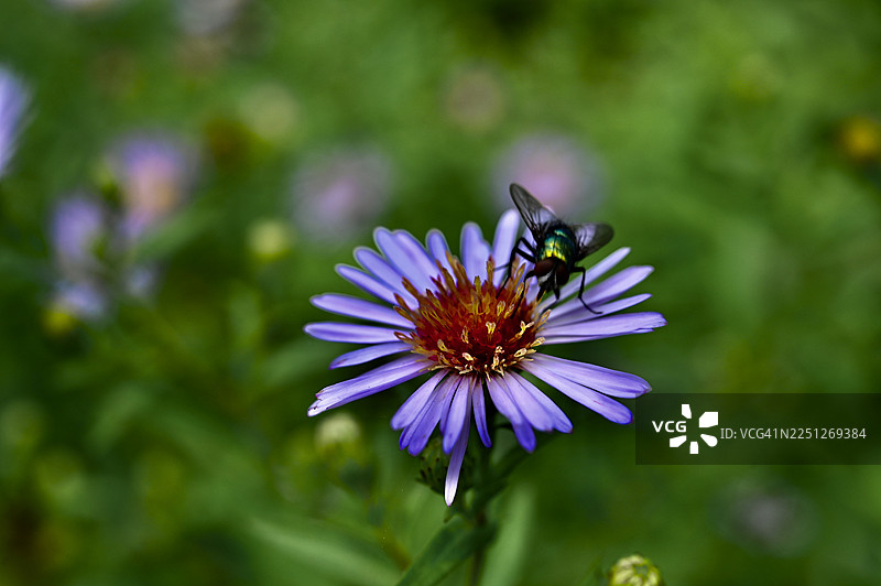 一朵鲜艳的紫色紫菀花特写，一只绿色食蚜蝇停留在花蕊上，背景为柔和的绿色。图片素材