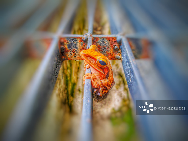特写镜头，一只充满活力的橙色青蛙趴在生锈的金属格栅上，具有选择性对焦图片素材