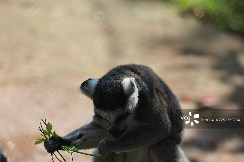 自然光下，狐猴在户外吃绿叶的特写图片素材