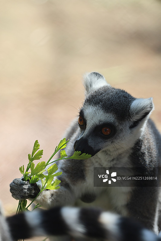 特写一只环尾狐猴吃绿叶，焦点集中在其富有表现力的脸上图片素材