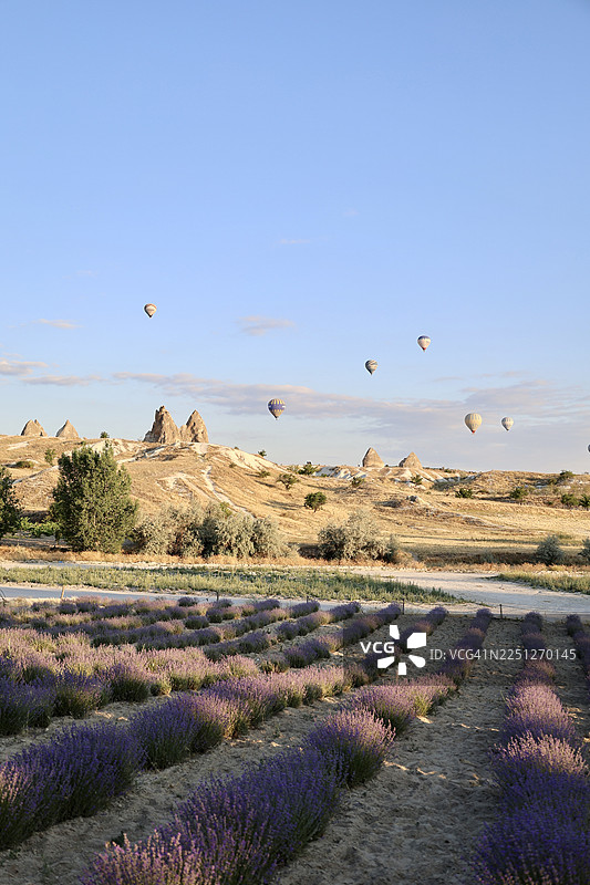 日出时分，热气球在土耳其卡帕多奇亚的紫色薰衣草田和奇特的岩石地貌上空优雅飘浮，构成了一幅令人惊叹的风景画。图片素材