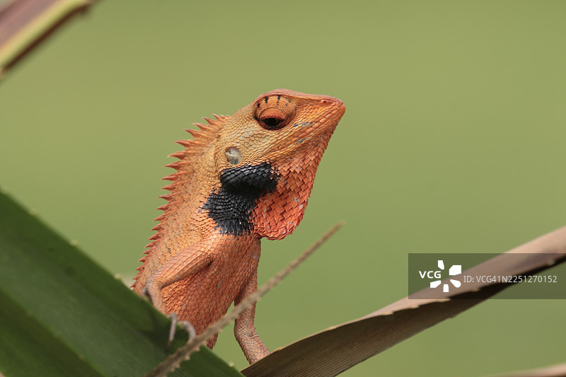 绿色植物上鲜艳的橙色蜥蜴，脖子为黑色，特写镜头图片素材