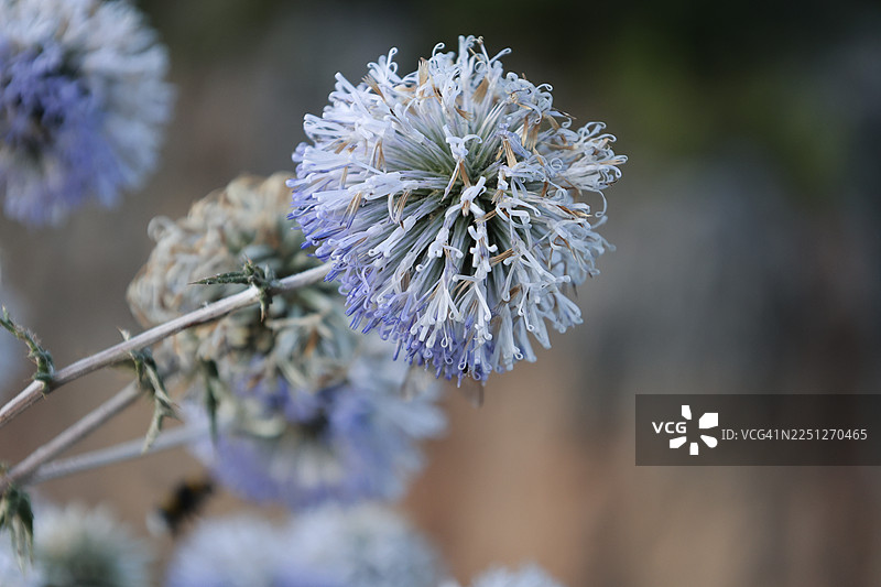 一株生机勃勃的紫色开花植物的特写，展示了其错综复杂的细节和自然之美图片素材