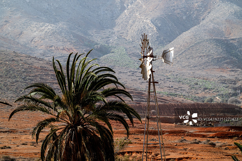 富埃特文图拉岛沙漠风光中的风车和棕榈树图片素材