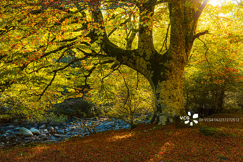 金色的阳光沐浴着生机勃勃的秋季森林，一棵大树旁有一条岩石溪流。图片素材