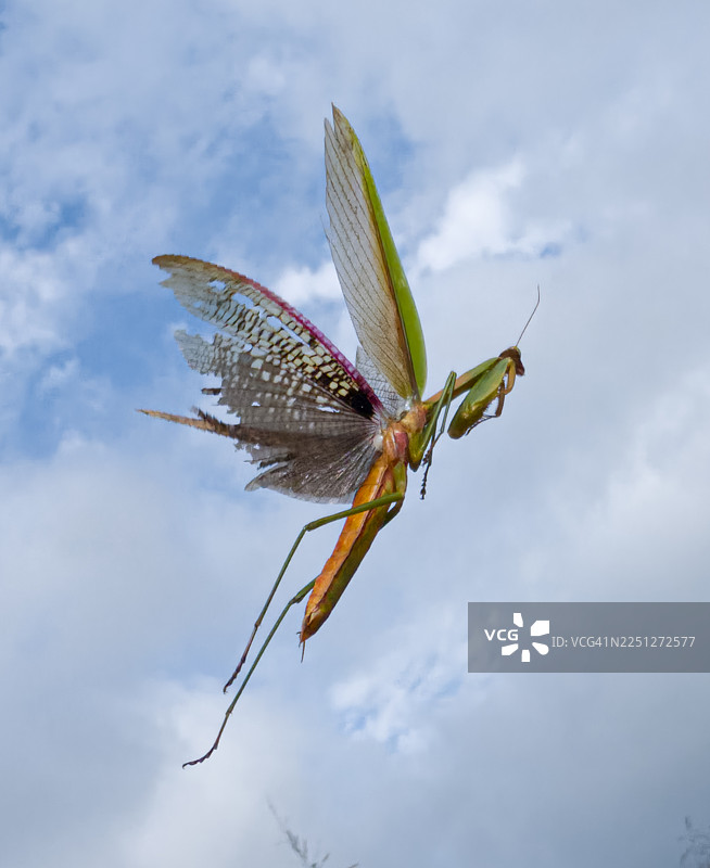 一只翅膀受损的螳螂在多云的天空中飞行，低角度视角图片素材