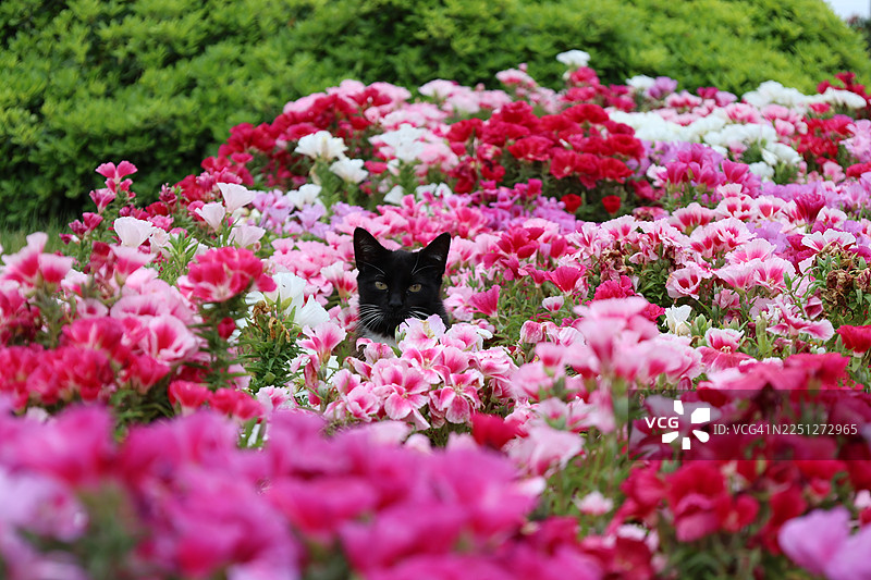 一只可爱的黑白猫从花园里色彩鲜艳的粉红色和红色花丛中探出头来图片素材