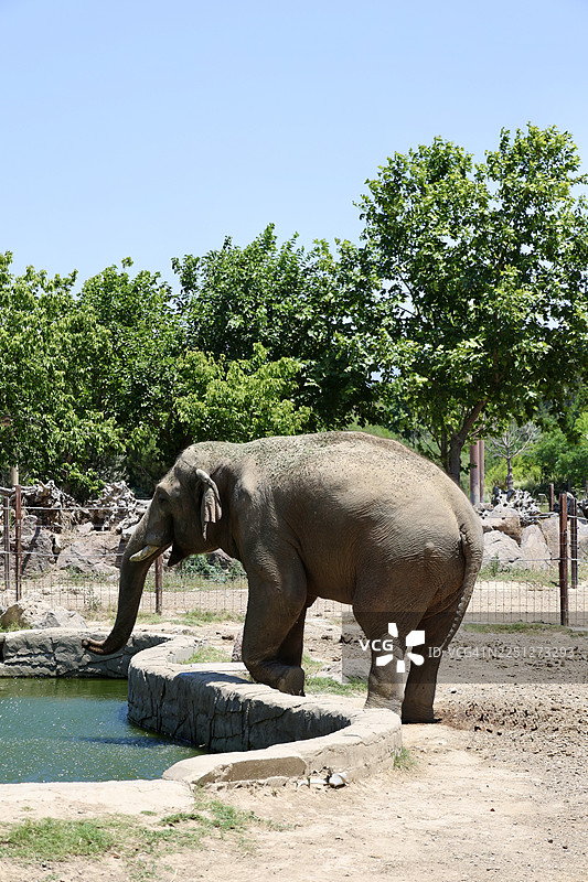 大象侧身站在阳光明媚的户外围场的水槽旁图片素材