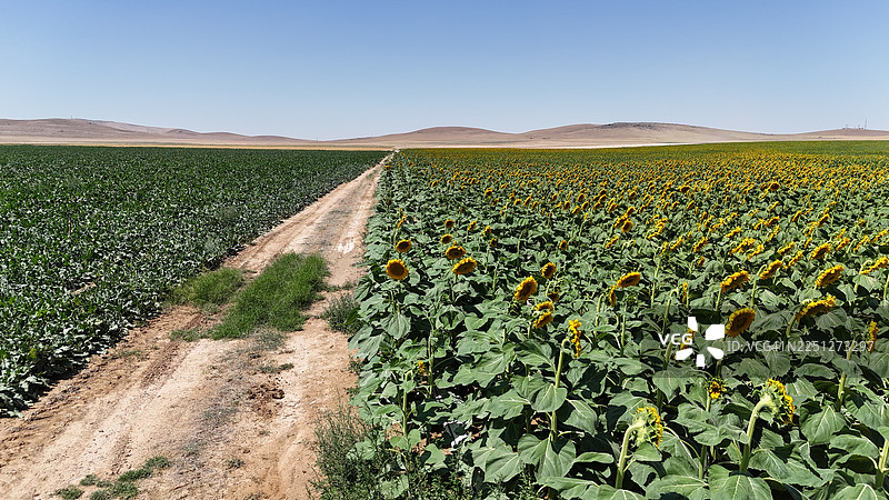 广阔的农田在晴朗的蓝天下延展，一条土路分隔着成行的绿色作物和一直延伸到地平线的鲜艳向日葵。图片素材