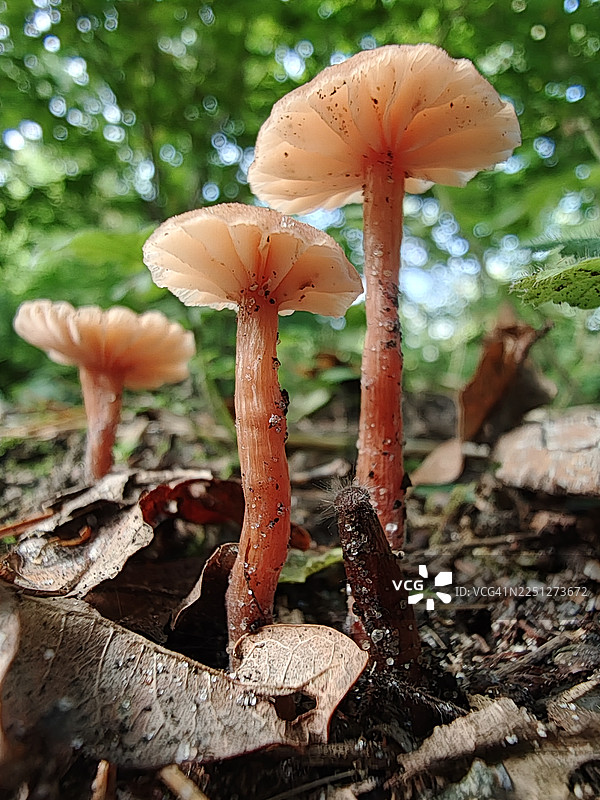 特写镜头：野蘑菇在落叶覆盖的林地上生长，拥有精致的菌褶，沐浴在自然光中图片素材