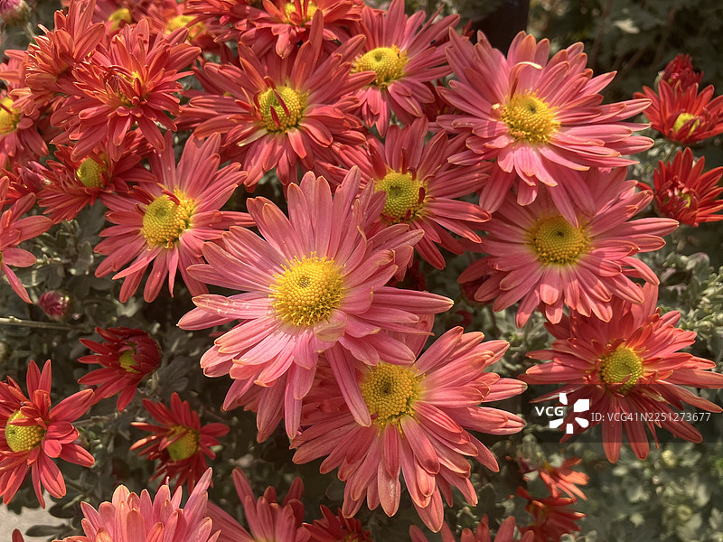 特写全景展示了中心为黄色的鲜艳红粉菊花，其精致的花瓣清晰可见图片素材