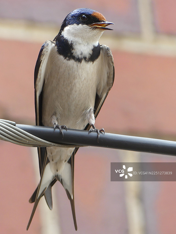 特写：一只燕子栖息在电缆上，背景是砖墙。图片素材