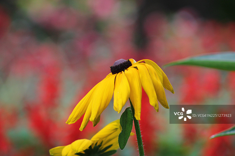 特写镜头下，一朵鲜艳的黄色花朵，花心呈深色，背景是模糊的红绿色调，展现了自然的风采图片素材