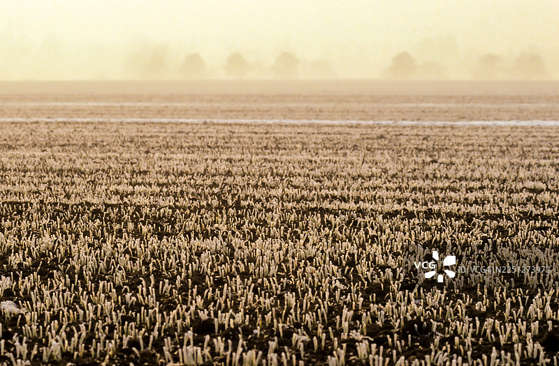 德国斯图加特，丰收后的田野在薄雾笼罩的天空下，营造出宁静与自然轮回之感图片素材